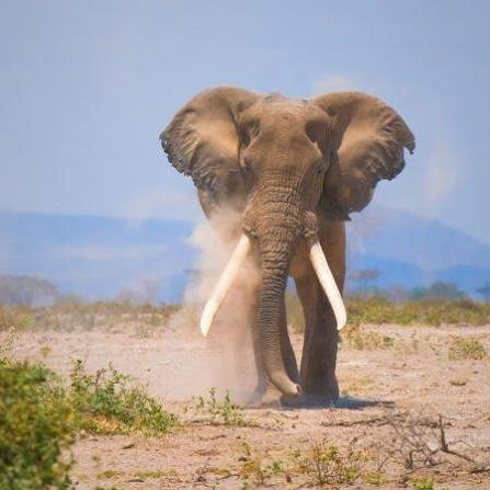 Amboseli National Park Tour From Nairobi